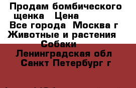 Продам бомбического щенка › Цена ­ 30 000 - Все города, Москва г. Животные и растения » Собаки   . Ленинградская обл.,Санкт-Петербург г.